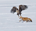 Fox_walks_eagle_flies_thumb.jpg