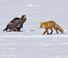 Fox_walks_infront_of_eagle_thumb.jpg